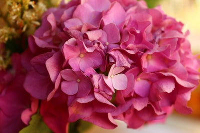 Petals pink flowers
